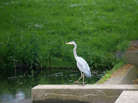 Grey heron looking for food in a canal