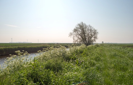 Canal and tree in perspectiveの写真素材