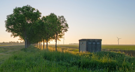 Dawn over trees in springの写真素材