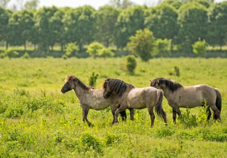 Konik horses in nature in springの写真素材