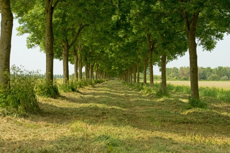 Trees in sunlight and shadow の写真素材