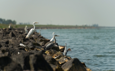 Egrets looking for food in springの写真素材