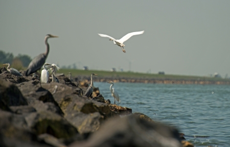 Egrets looking for food in springの写真素材