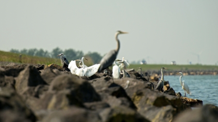 Egrets looking for food in spring