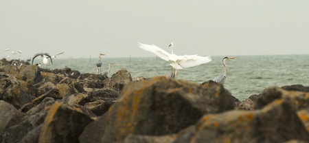 Great white egret on the shore of a lakeの写真素材