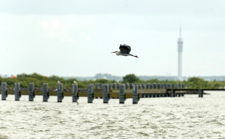 Grey heron fishing in a lakeの写真素材