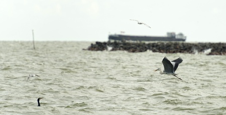 Grey heron fishing in a lakeの写真素材