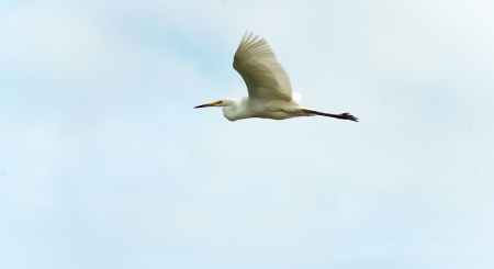Great white egret flying in the cloudsの写真素材