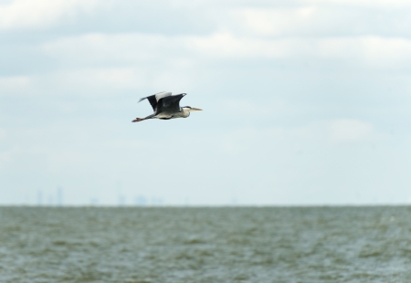 Grey heron fishing in a lakeの写真素材