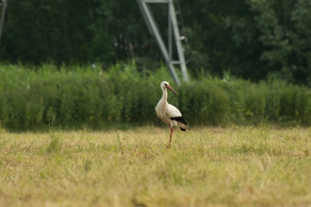 White stork looking for food in a fieldの写真素材