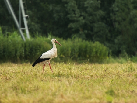 White stork looking for food in a fieldの写真素材