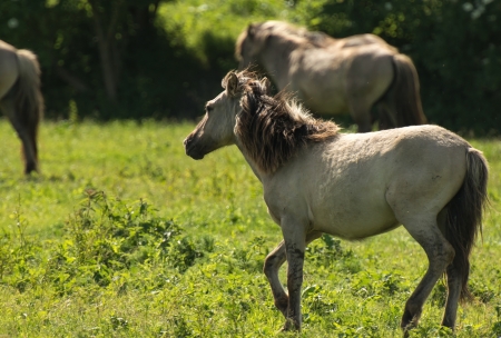 Herd of Konik horses in sunlightの写真素材