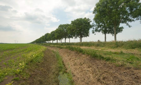 Corn just starting to growの写真素材