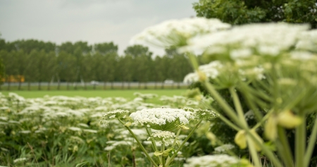 Cow parsnip along trees in summerの写真素材