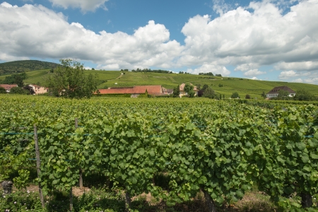Vineyard in the sunny Alsace の写真素材