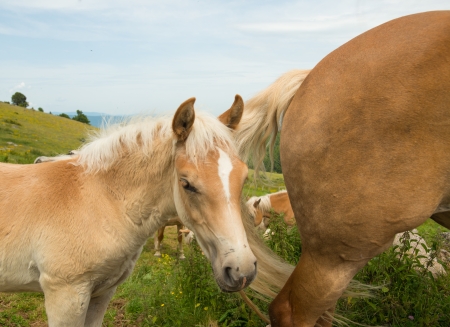 Horses in the lower mountains of Vosgesの写真素材