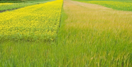 Flowers in a field in summerの写真素材