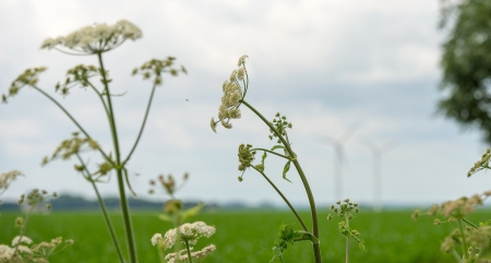 Wildflowers in a field in summerの写真素材