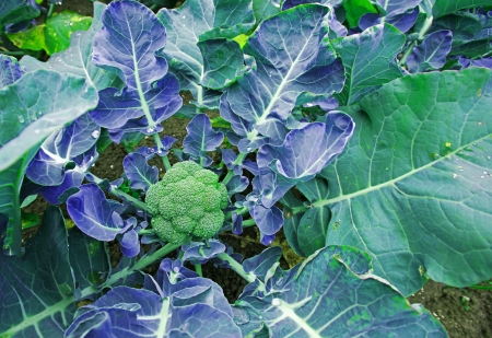 Broccoli growing on a field in summerの写真素材
