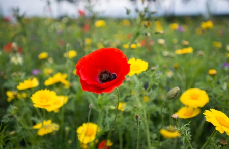 Poppies in a field in summerの写真素材