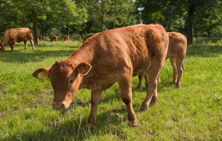 Cattle in sunlight in summerの写真素材