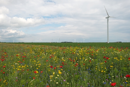 Poppies in a field in summer
