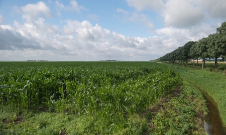 Corn growing on a field in summerの写真素材