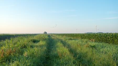 Track at dawn along a field with corn
