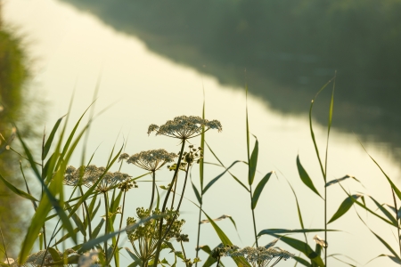 Wild flowers along a canal at dawnの写真素材