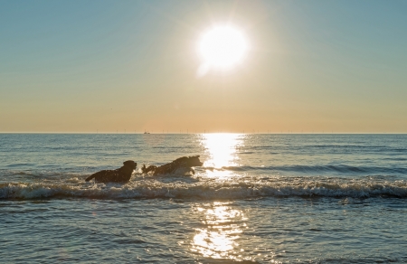 Dogs playing in sea at sunsetの写真素材