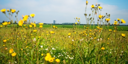 Carrots growing on a field in summerの写真素材