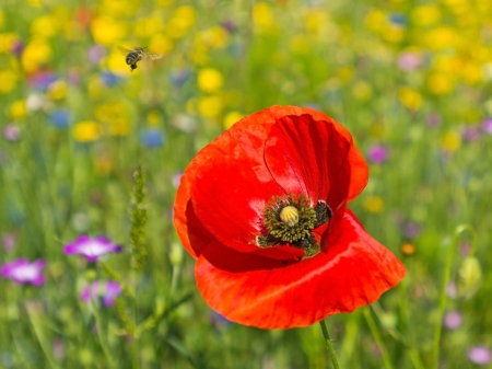 Wild flowers in a field in summerの写真素材