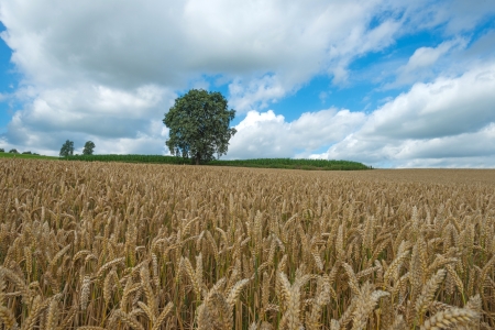 Corn growing on a field in summerの写真素材