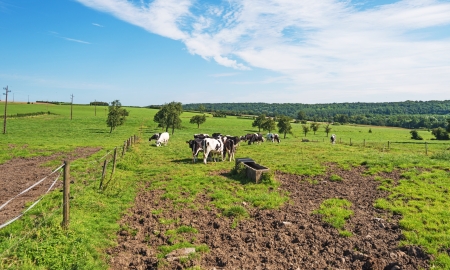 Cattle in a meadow in summerの写真素材
