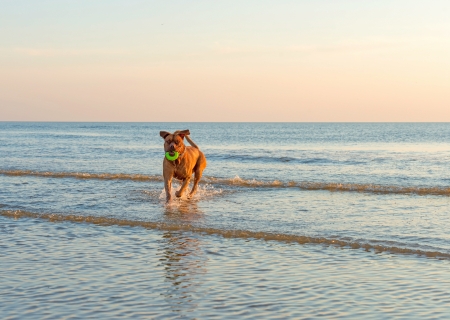 Dog running out of the seaの写真素材