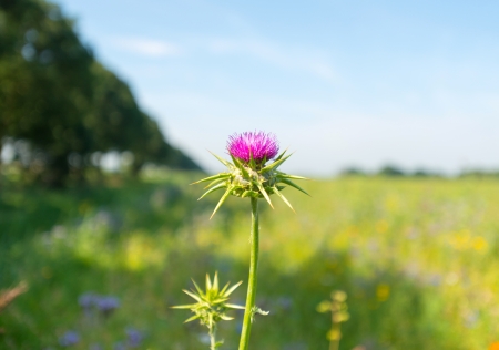 Thistle in a field in summerの写真素材
