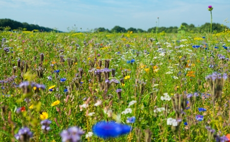 Wild flowers in a field in summerの写真素材