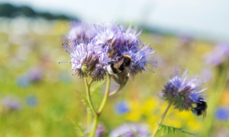 Bee searching for honeyの写真素材