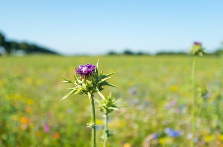 Wild flowers in a field in summerの写真素材