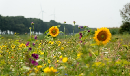 Sunflowers in a field in summerの写真素材