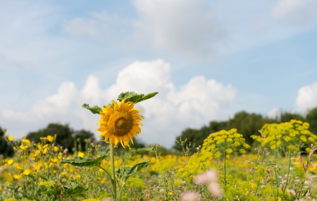 Sunflower in a field in summerの写真素材