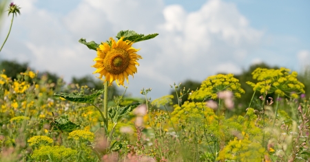 Sunflower in a field in summerの写真素材