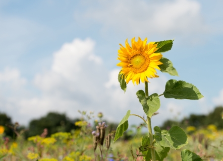 Sunflower in a field in summerの写真素材