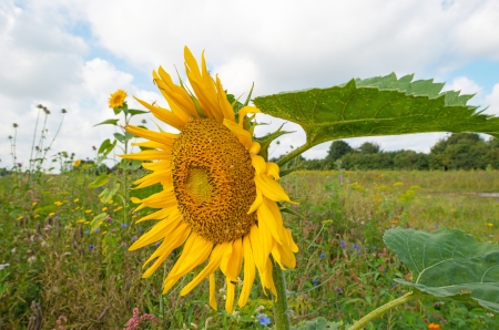 Sunflower in a field in summerの写真素材