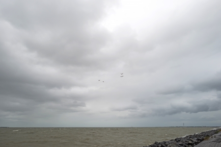 Birds flying over a lake