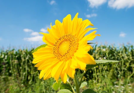 Sunflower in a field in summerの写真素材