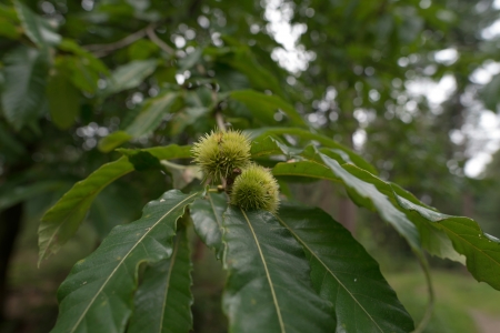 Sweet chestnut on a treeの写真素材