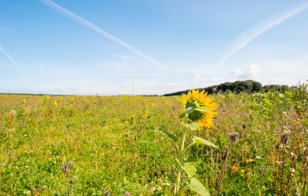 Sunflower in a flowers field in summerの写真素材