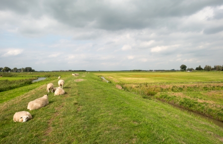 Sheep on a dike in summerの写真素材