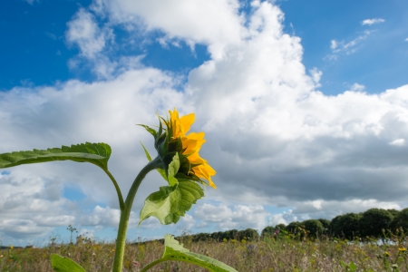 Sunflower under a cloudy sky in summerの写真素材